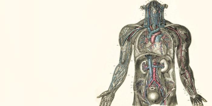 1920x1080 Anatomy Computer Wallpapers, Desktop Backgrounds | 1920x1080 | ID