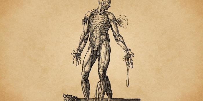 1920x1200 Human Anatomy Wallpapers