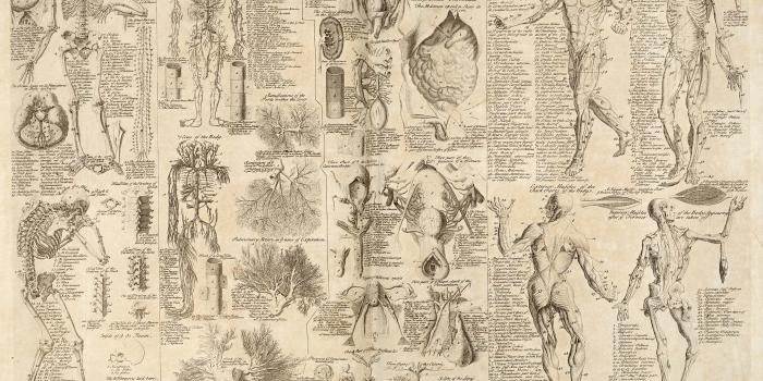 4021x3029 63 Anatomy HD Wallpapers | Background Images