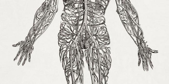 1080x1920 68+ Human Anatomy Wallpapers on WallpaperPlay