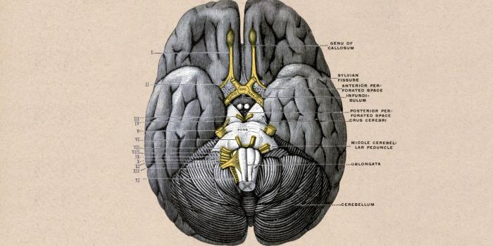 1920x1080 Wallpaper of the brain : Anatomy