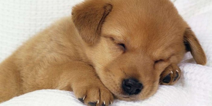 1024x768 Puppy Wallpapers Free