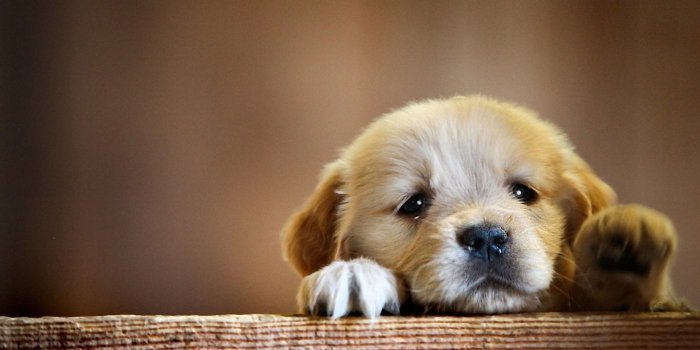2560x1600 50+ Cute Sad Puppy Wallpapers - Download at WallpaperBro