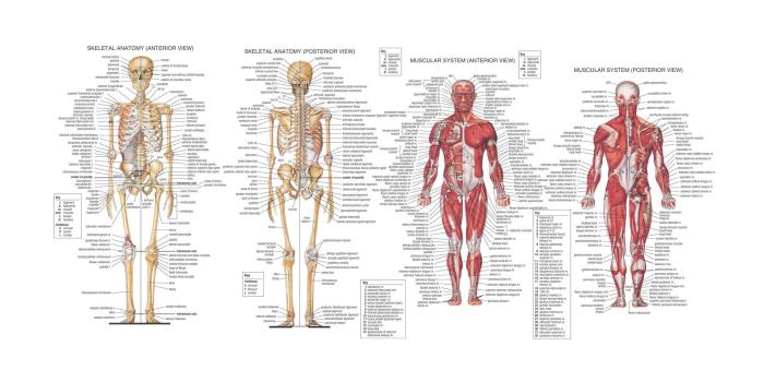 1920x1080 Human Anatomy HD Wallpaper » FullHDWpp - Full HD Wallpapers 1920x1080