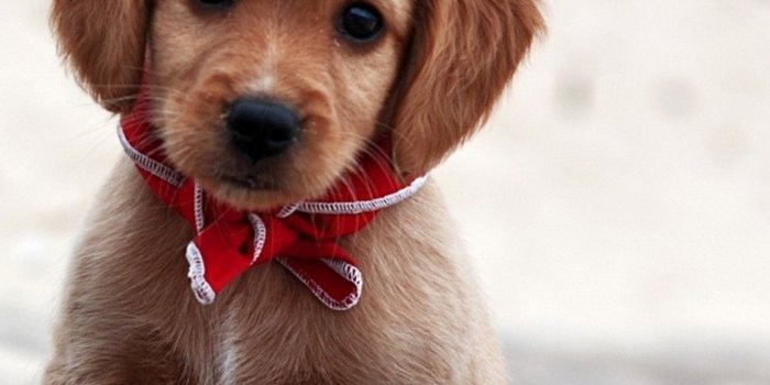 1080x1920 Pics Of Puppies Wallpaper Android - 2019 Android Wallpapers