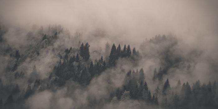 1920x1080 74+ Foggy Forest Wallpapers on WallpaperPlay