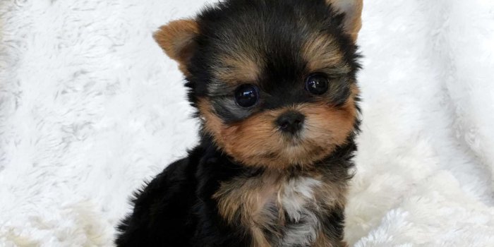 2109x2338 56+ Teacup Puppies Wallpapers on WallpaperPlay