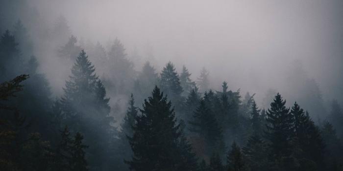 1280x720 fog, 5k, 4k wallpaper, trees, forest (horizontal) | Wallpaper in