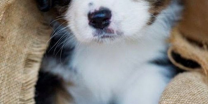 1080x1920 Puppy Wallpaper For Android - 2019 Android Wallpapers