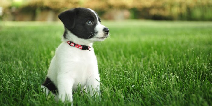 3840x2160 537 Puppy HD Wallpapers | Background Images