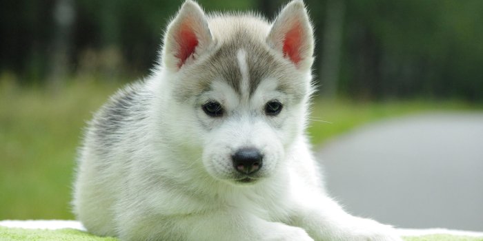 2560x1600 Beautiful Cute White Puppy Wallpaper | HD Wallpapers
