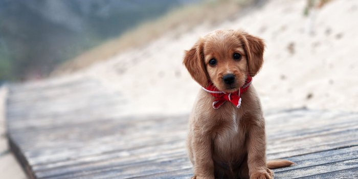2560x1600 Brown puppy wallpaper - Animal wallpapers - #32833