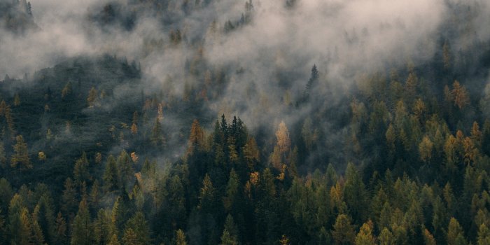 3840x2160 Foggy Forest Hill Wallpaper - iPhone, Android & Desktop Backgrounds