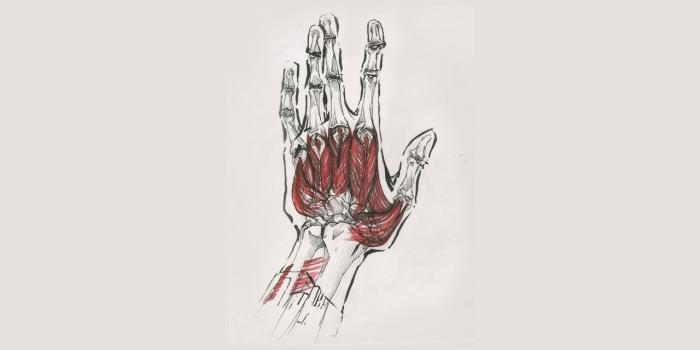 1280x804 Anatomy Artwork wallpapers | Anatomy Artwork stock photos