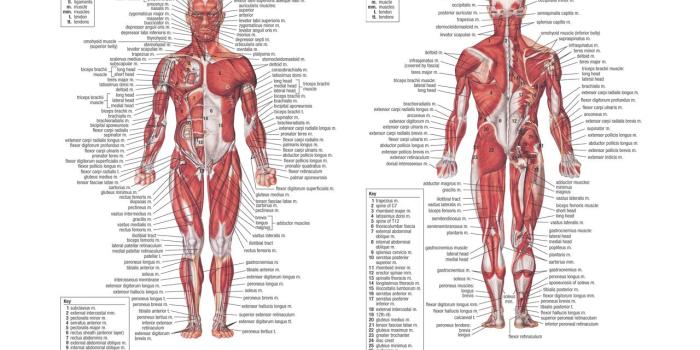 1280x800 Wallpaper Anatomy Human - Wallpaper