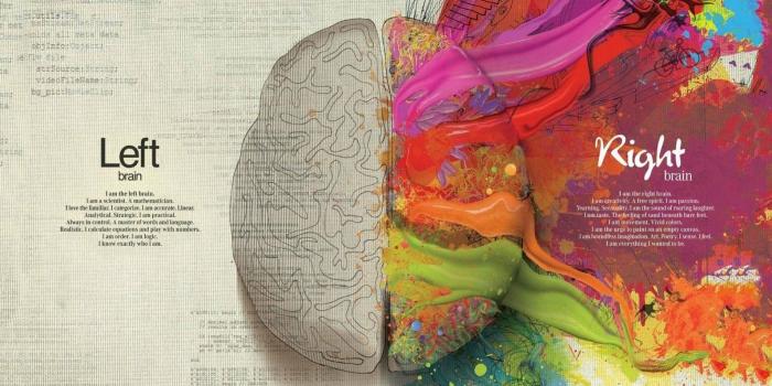 1920x1200 Brain Anatomy Wallpaper ·① WallpaperTag