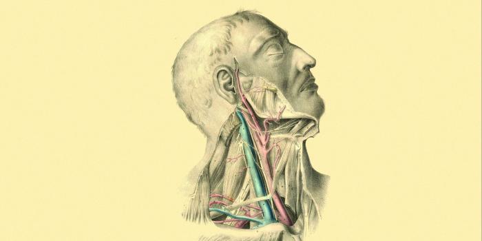 2560x1440 Download wallpaper 2560x1440 anatomy, veins, arteries, muscles