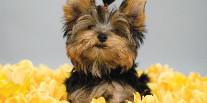 1600x1200 Puppies! Free Modern Dog Wallpaper | Modern Dog magazine