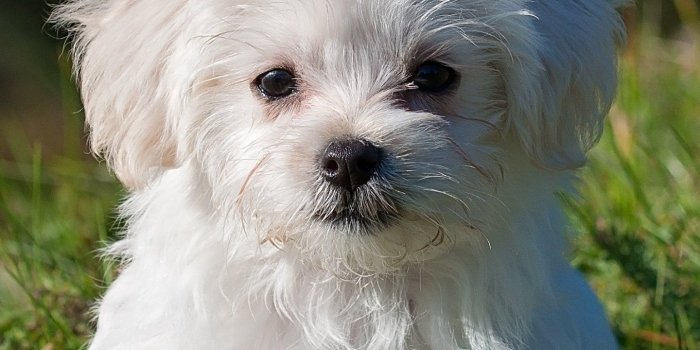 1440x2560 Maltese Puppy Wallpaper - iPhone, Android & Desktop Backgrounds