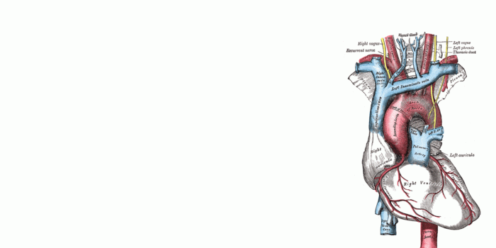 1900x1200 Human Anatomy Wallpaper High Quality » Download Wallpaper Laptop HD