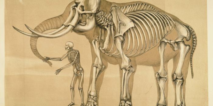 3813x2779 1260073 3813x2779 Wallpaper for Desktop: anatomy | Artistic