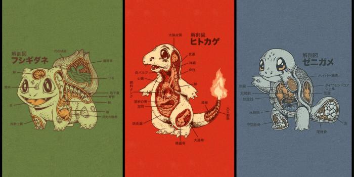 1920x1080 Japanese Pokemon Anatomy Wallpaper [1920x1080] - Imgur