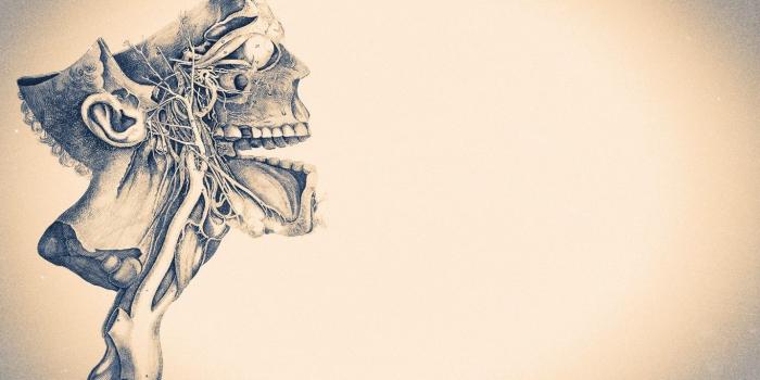 1366x768 4573537 #anatomy, #muscles, #medicine wallpaper | General wallpapers