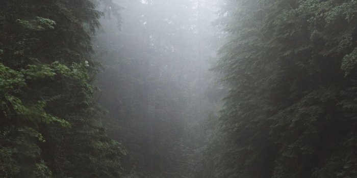 1000x1777 Iphone Wallpapers | 76 best free wallpaper, fog, forest and cloud
