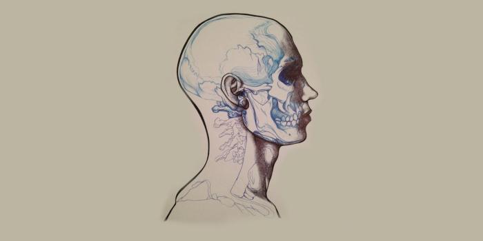 1280x804 Anatomy Drawing wallpapers | Anatomy Drawing stock photos