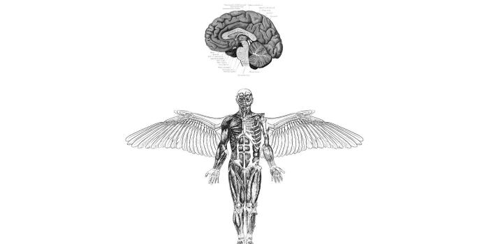 1920x1080 anatomy, Brains, Wings, Medicine HD Wallpapers / Desktop and Mobile
