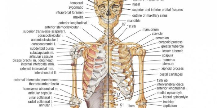 1024x768 Human Anatomy Wallpaper 54+ - Page 3 of 3 - hdwallpaper20.com