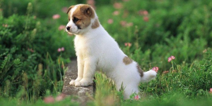 1024x768 Cute Puppy Wallpapers Desktop