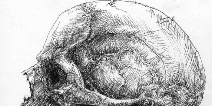 1366x768 Amazing Pictures | Anatomy High Quality (28+) Wallpapers