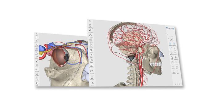 1920x1080 Brain Anatomy Wallpapers (62+ background pictures)