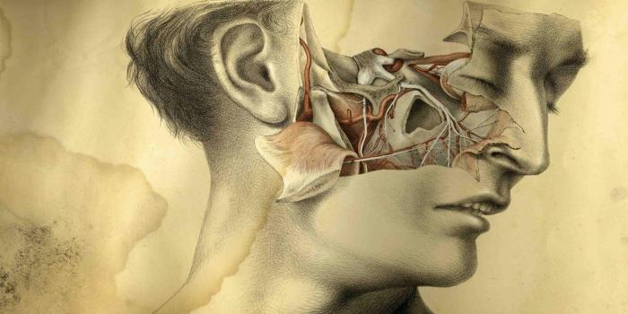 2048x1152 HD Pictures Anatomy wallpaper_Funny Wallpapers_download free wallpaper