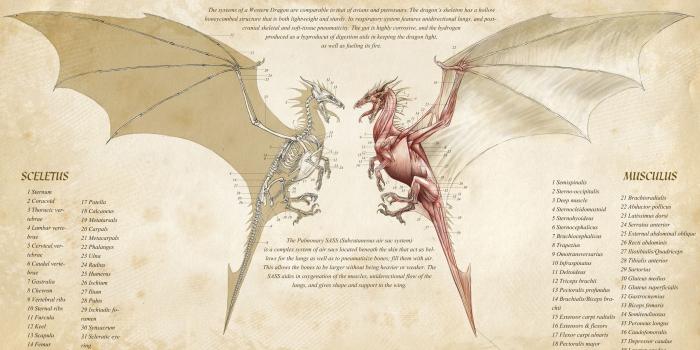 2560x1440 Dragon Anatomy Wallpaper | 2560x1440 | ID:53442