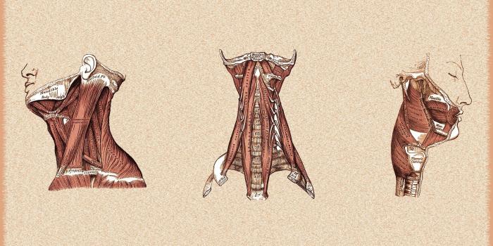 1920x1080 anatomy, Muscles HD Wallpapers / Desktop and Mobile Images & Photos