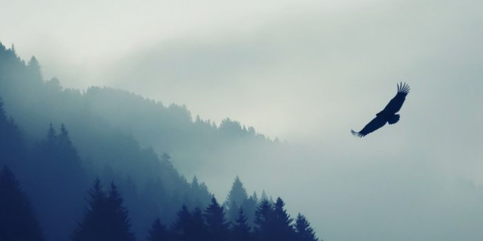 1536x2048 Nature Mountain Eagle Fog Wallpaper - [1536x2048]