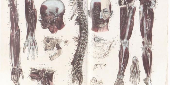 1600x1121 wallpaper: Wallpaper Anatomy Human