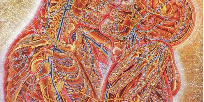 1275x1754 Human anatomy, anatomy, couple, kissing HD wallpaper | Wallpaper Flare