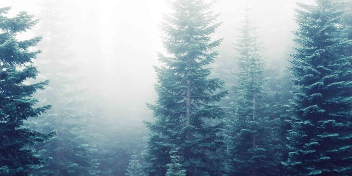 3840x2160 forest trees fog wallpaper – Pitsel