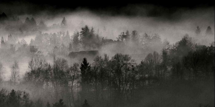 1284x706 Black And White Nature Trees Forests Fog Wallpaper | Wallpapers Mhytic