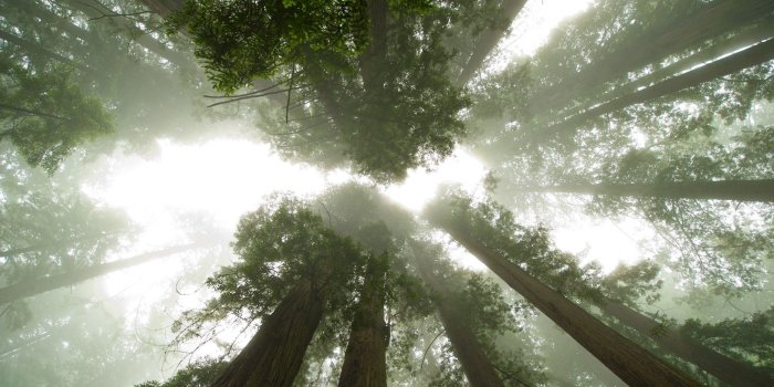 2560x1440 Trees in the fog wallpaper - Nature wallpapers - #29084