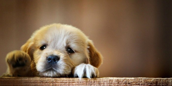 1920x1200 16898 cutest puppy wallpaper