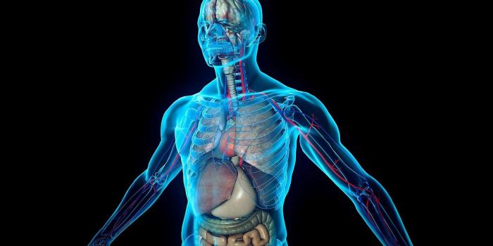 1920x1080 Human Anatomy Wallpaper Widescreen » Download Wallpaper Laptop HD