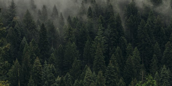 5184x3456 Trees, Green, Fog, Forest HD wallpaper | Wallpaper Flare