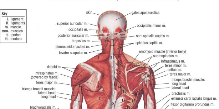 1920x1080 Human Anatomy Desktop Wallpapers, Human Anatomy Pics