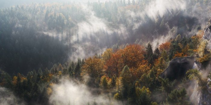 1280x720 Wallpaper Forest, Fog, Trees, Woods, 4K, Nature, #6292