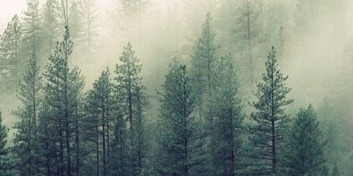 750x1334 Forest morning, trees, fog 750x1334 iPhone 8/7/6/6S wallpaper
