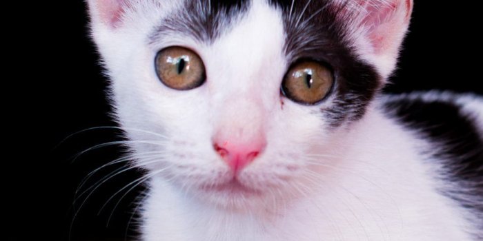 950x1689 Download Spotty The Cutest Cat Free Pure 4K Ultra HD Mobile Wallpaper